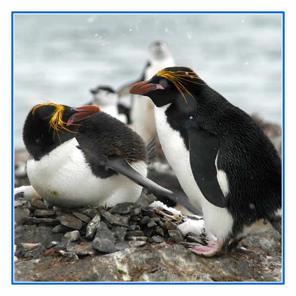 A pair of Rockhopper Penguins