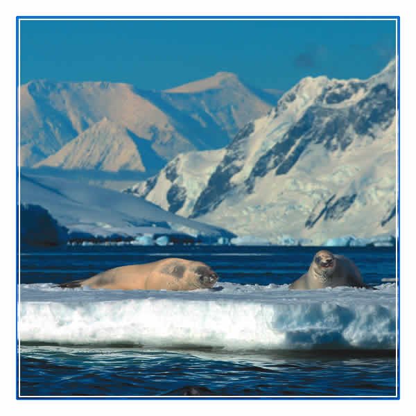 Crabeater seals in Antarctica